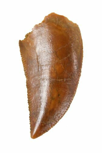 Serrated, Raptor Tooth - Morocco #57926